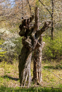 Fotowanderung auf dem Thüringer Urwaldpfad - Rüdigsdorfer Schweiz