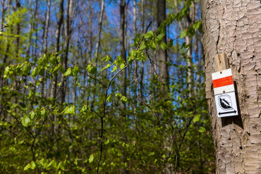 Fotowanderung auf dem Thüringer Urwaldpfad - Rüdigsdorfer Schweiz