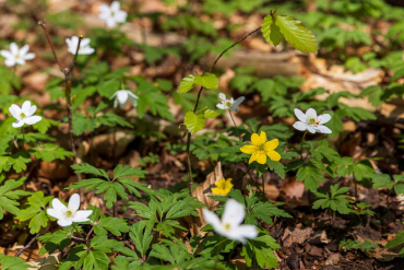 Fotowanderung auf dem Thüringer Urwaldpfad - Rüdigsdorfer Schweiz