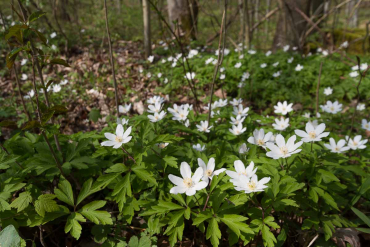 Fotowanderung auf dem Thüringer Urwaldpfad - Rüdigsdorfer Schweiz
