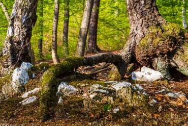 Fotowanderung auf dem Thüringer Urwaldpfad - Rüdigsdorfer Schweiz