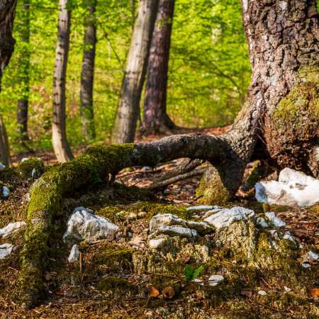 Fotowanderung auf dem Thüringer Urwaldpfad - Rüdigsdorfer Schweiz