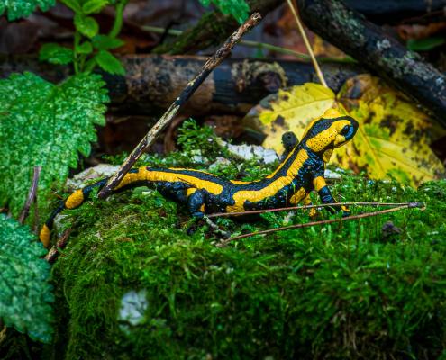Feuersalamander beim Fotokurs-Wochenende im Harz