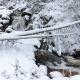 Winter an der Warmen Bode im Harz