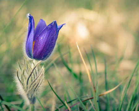 Kuhschelle in der Badraer Schweiz - Fotokurse im Harz und Kyffhaeuser mit Foto-Wandern.com