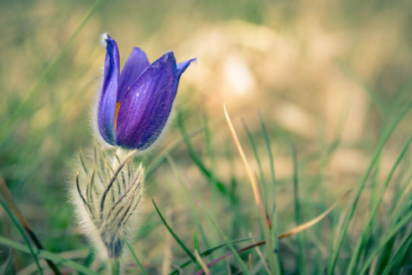 Kuhschelle in der Badraer Schweiz - Fotokurse im Harz und Kyffhaeuser mit Foto-Wandern.com