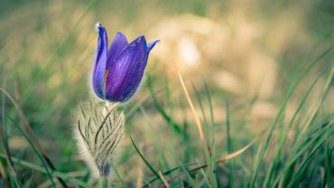 Kuhschelle in der Badraer Schweiz