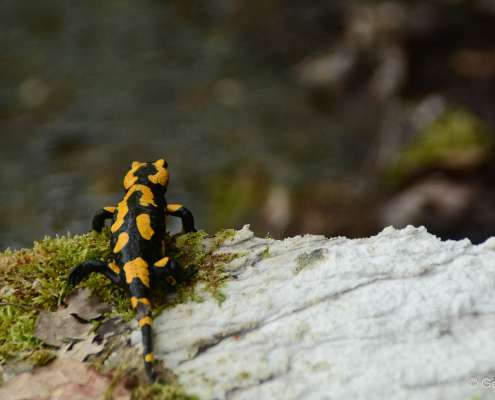 Feuersalamander