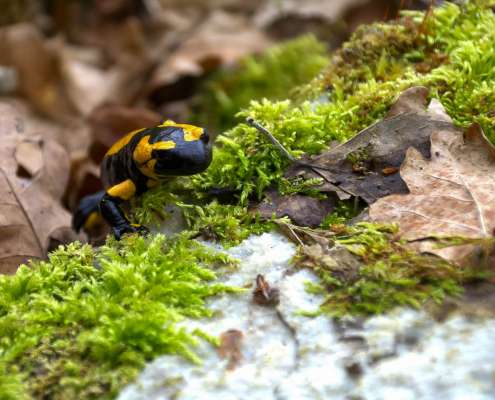 Fotowanderung auf dem Feuersalamanderpfad im Südharz - © Holger R Fotowanderung auf dem Feuersalamanderpfad im Südharz - © Holger R