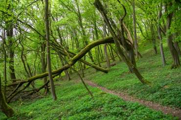 Fotowanderung auf dem Feuersalamanderpfad im Südharz - © Holger R