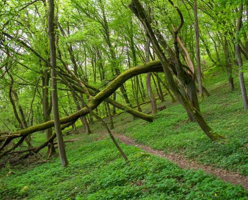 Fotowanderung auf dem Feuersalamanderpfad im Südharz - © Holger R Fotowanderung auf dem Feuersalamanderpfad im Südharz - © Holger R