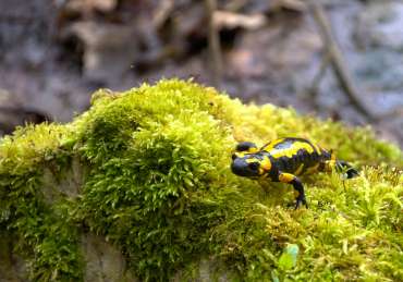 Fotowanderung auf dem Feuersalamanderpfad im Südharz - © Holger R
