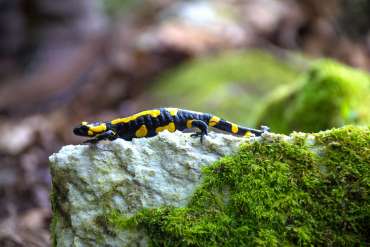 Fotowanderung auf dem Feuersalamanderpfad im Südharz - © Holger R