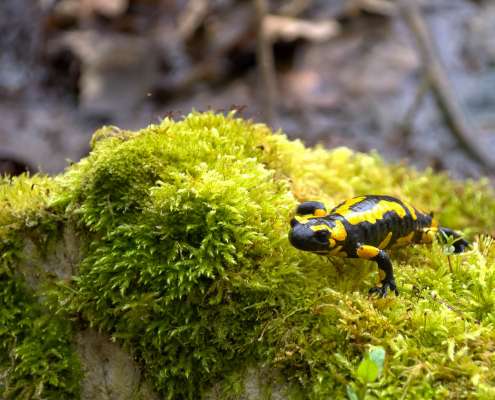Fotowanderung auf dem Feuersalamanderpfad im Südharz - © Holger R Fotowanderung auf dem Feuersalamanderpfad im Südharz - © Holger R