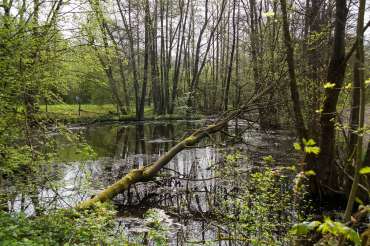 Fotowanderung auf dem Feuersalamanderpfad im Südharz - © Holger R