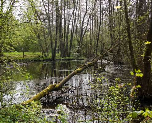 Fotowanderung auf dem Feuersalamanderpfad im Südharz - © Holger R Fotowanderung auf dem Feuersalamanderpfad im Südharz - © Holger R
