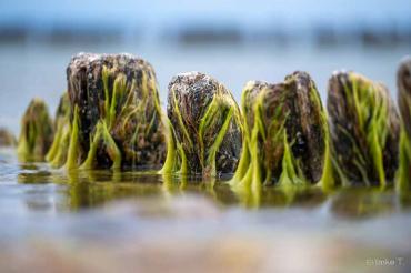 Fotoreise Ostseeinsel Rügen - Seegras-Bune