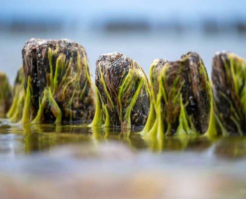Fotoreise Ostseeinsel Rügen - Seegras-Bune