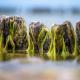 Fotoreise Ostseeinsel Rügen - Seegras-Bune