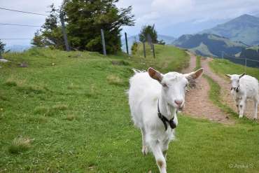Fotoreise Schweiz - Alpstein