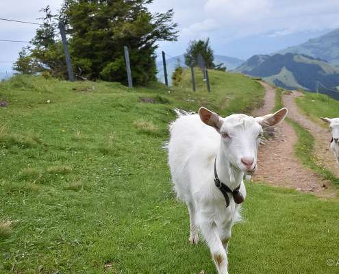 Fotoreise Schweiz - Alpstein