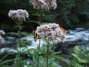Fotoworkshop-Wochenende im Harz – Sommer © Ute K.