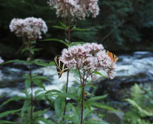 Fotoworkshop-Wochenende im Harz – Sommer © Ute K.