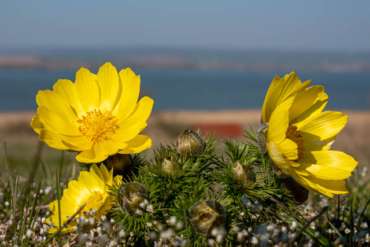 Adonis vernalis - Frühlings-Adonisröschen