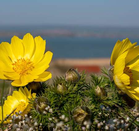 Adonis vernalis - Frühlings-Adonisröschen