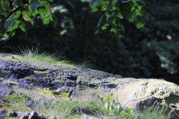 Fotowanderung durch das Bodetal