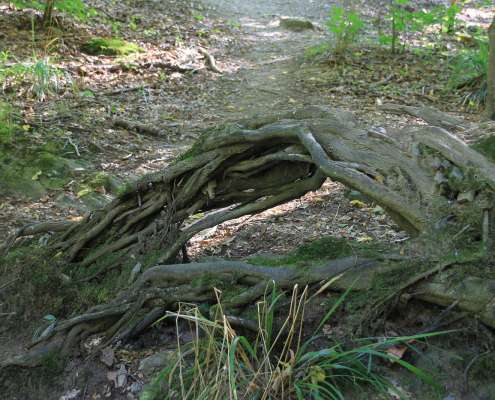 Fotowanderung durch das Bodetal
