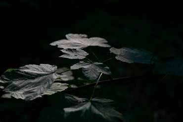 Fotowanderung über den Thüringer Urwaldpfad © Tom Schmiedel