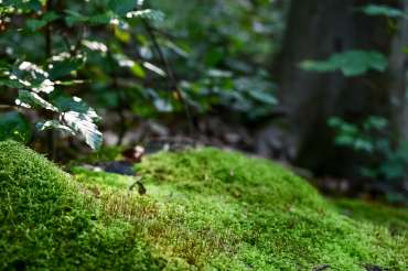 Fotowanderung über den Thüringer Urwaldpfad © Tom Schmiedel