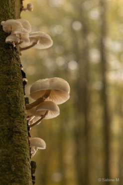 Fotoreise Ostseeinsel Rügen