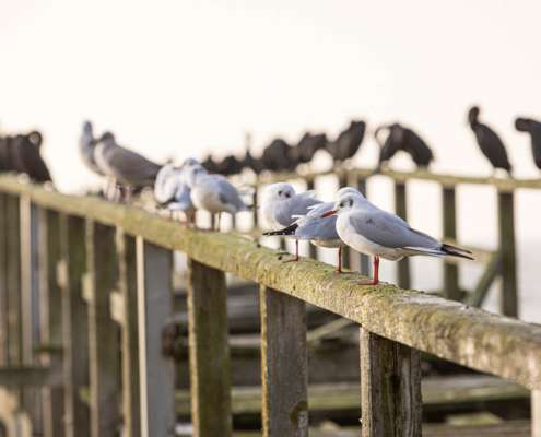 Fotoreise Ostseeinsel Rügen