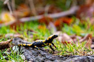Fotowanderung auf dem Feuersalamanderpfad