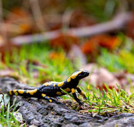 Fotowanderung auf dem Feuersalamanderpfad