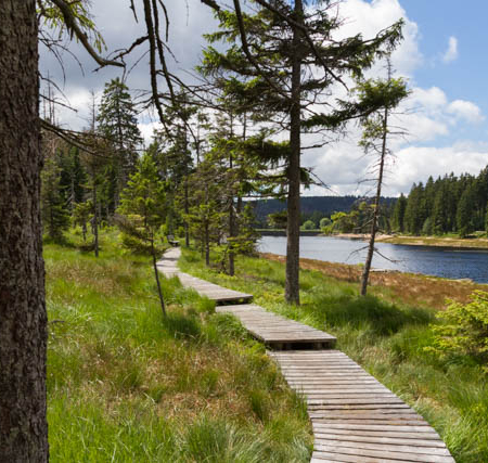 Fotowanderung im Nationalpark Harz - Oderteich