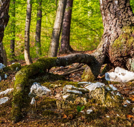Grundlagen-Fotokurs auf dem Thüringer Urwaldpfad - Rüdigsdorfer Schweiz