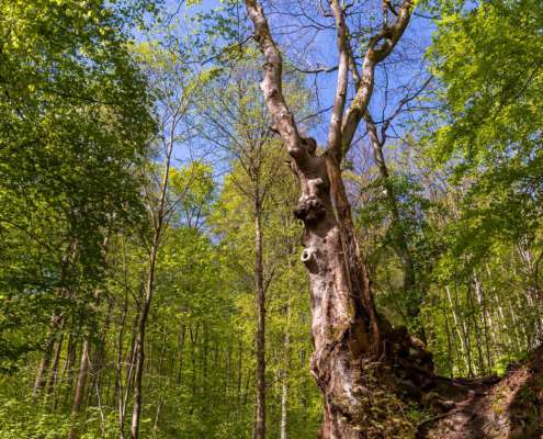 Fotoworkshop-Wochenende im Südharz