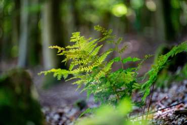 Fotowanderung Burg Hanstein - Teufelskanzel mit Foto-Wandern.com