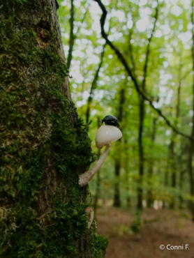 Fotoreise Eifel und Kleine Luxemburger Schweiz