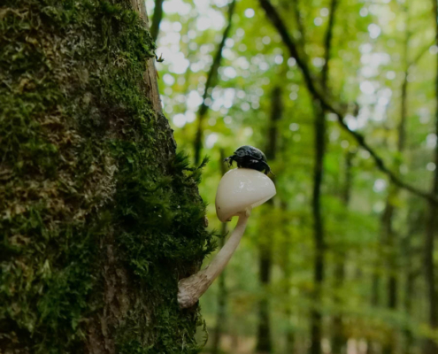Fotoreise Eifel und Kleine Luxemburger Schweiz
