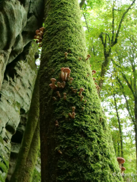 Fotoreise Eifel und Kleine Luxemburger Schweiz
