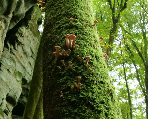 Fotoreise Eifel und Kleine Luxemburger Schweiz