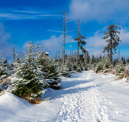 Winter-Fotowanderungen im Harz mit Foto-Wandern.com