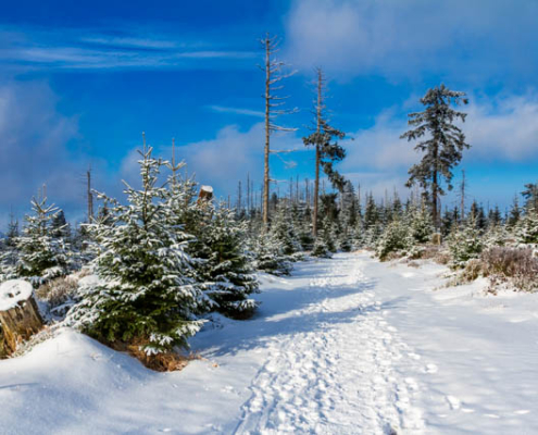 Winter-Fotowanderungen im Harz mit Foto-Wandern.com