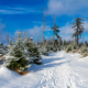 Winter-Fotowanderungen im Harz mit Foto-Wandern.com
