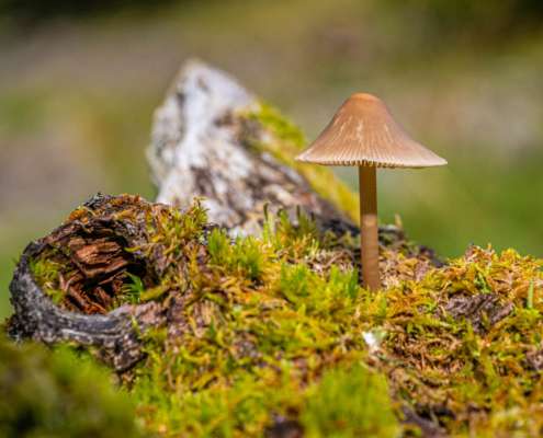 Natur pur - Fotoreise Norwegen mit Foto-Wandern.com - copyright Juergen Milnik