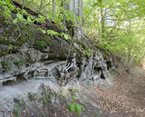 Fotowanderung im Naturschatz Gipskarst mit Foto-Wandern.com